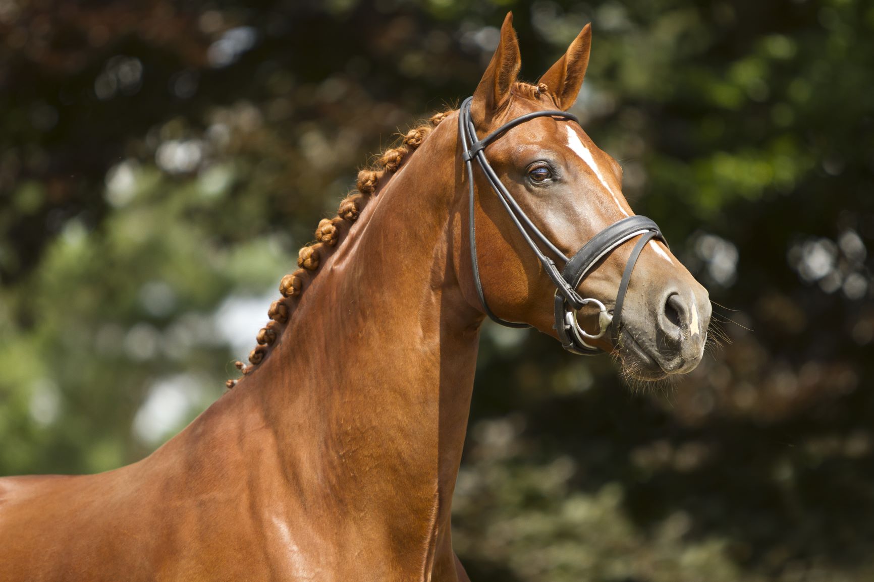 Artificial Insemination in Horses Tomlinson Equine